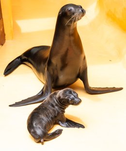 Cría de león marino nacida en Loro Parque