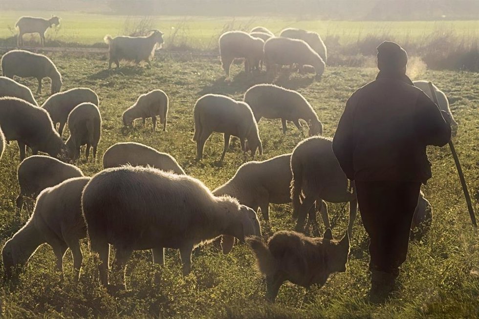 Unión de Uniones alerta de la caída del 7,5% en la leche de cabra y del 5,5% en la de oveja.