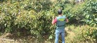 Investigan a siete personas por el robo de más de 440 kilos de aguacate en San Juan de la Rambla e Icod (Tenerife)