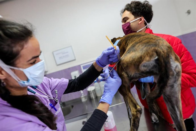Archivo - Una veterinaria atiende a un galgo