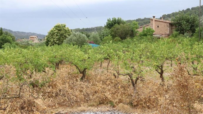 MÉS propone al Consell la creación de un banco de tierras "para garantizar el futuro del campo mallorquín"