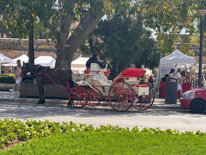 Archivo - Conductor de galeras en Palma
