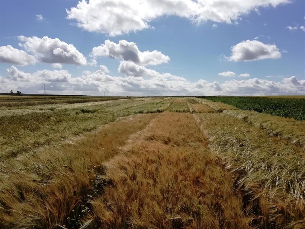 Archivo - Campo de trigo
