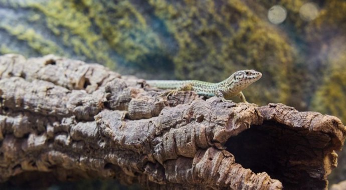 Imagen de la lagartija nacida en el Zoo de Barcelona.
