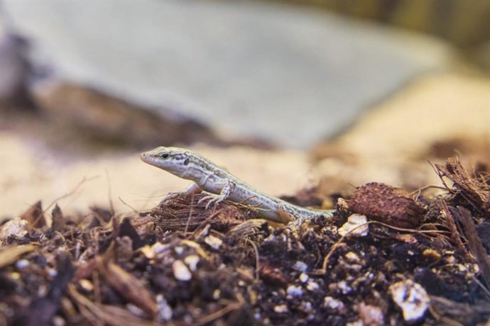 Primeras crías de lagartija pitiusa
