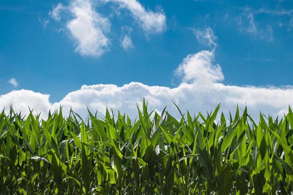 Imagen de recurso de un campo de cultivo.