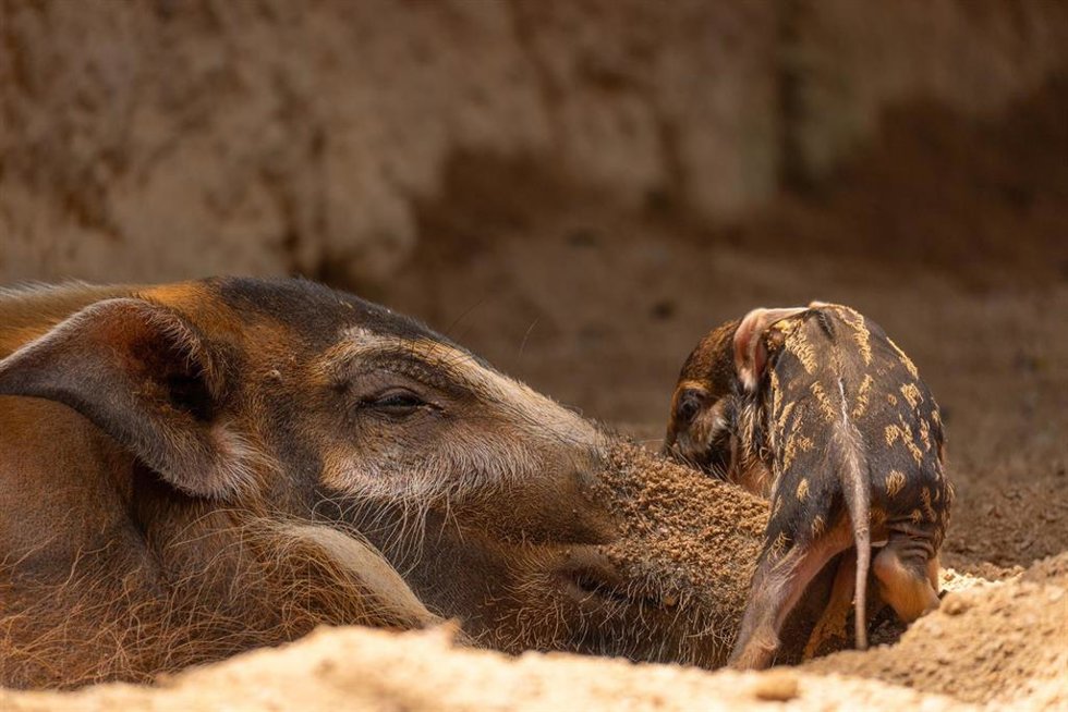 Cría potamoquero en Bioparc Fuengirola