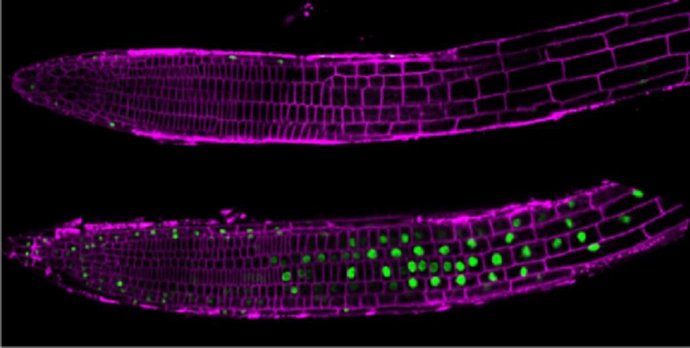 Raíces de Arabidopsis thaliana en condiciones normales (arriba) y tras 30 minutos con exceso de sal (abajo). En verde, la proteína H3.14