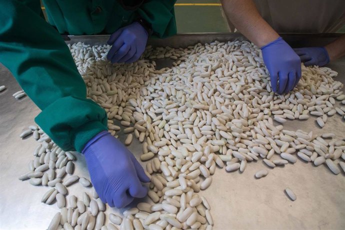 Archivo - Seleccionan de fabas.