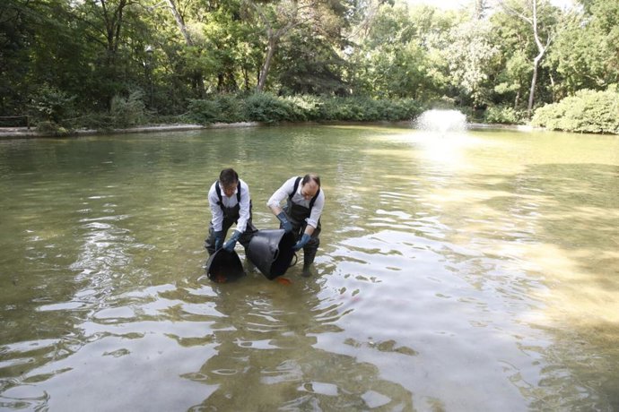El delegado de Urbanismo, Medio Ambiente y Movilidad, Borja Carabante, y el concejal delegado de Limpieza y Zonas Verdes, José Antonio Martínez Páramo, introducen a los carpines rojos y a las tencas.