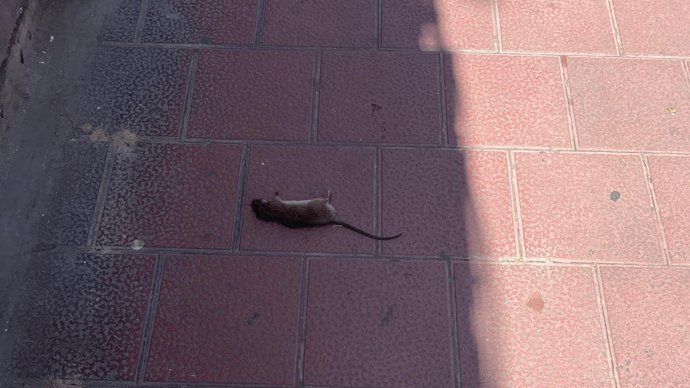 Cadáver de una rata que según VTLP se encontraba en la calle en el barrio de Las Delicias.
