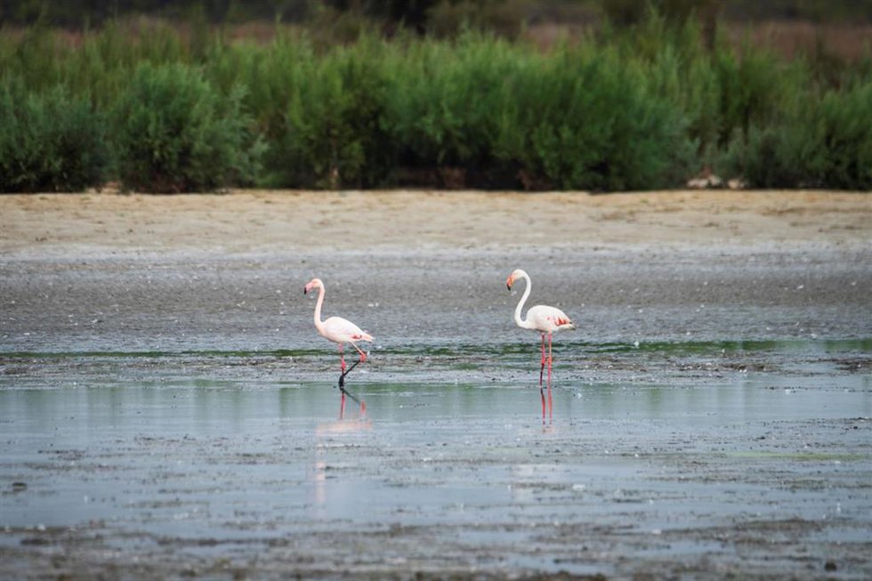 Flamencos en el Parque Natural de Doñana.