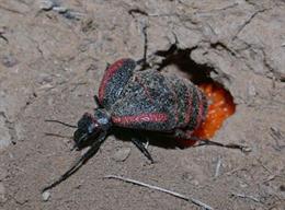 Ejemplar de Megetra vittata. Dentro de los artrópodos, la familia de los coleópteros es la más numerosa.