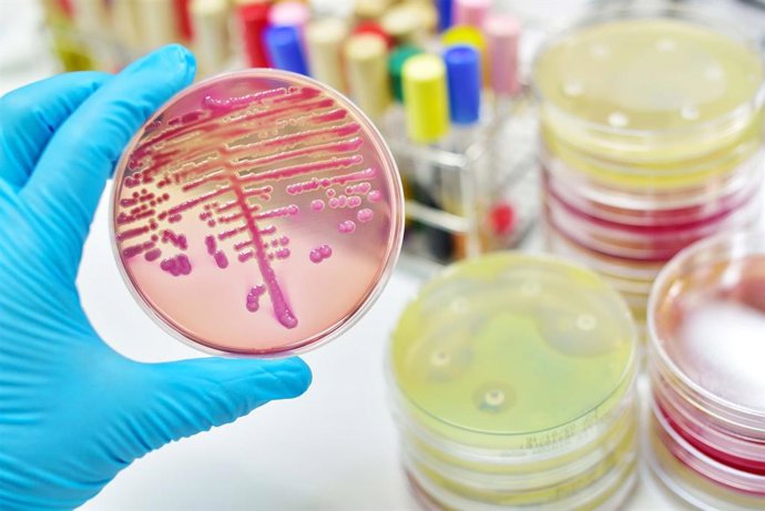 Archivo - Arquivo - Algumas doenças, o uso de antibióticos e dietas não saudáveis podem reduzir a abundância e a sobrevivência de bactérias intestinais que promovem a saúde.