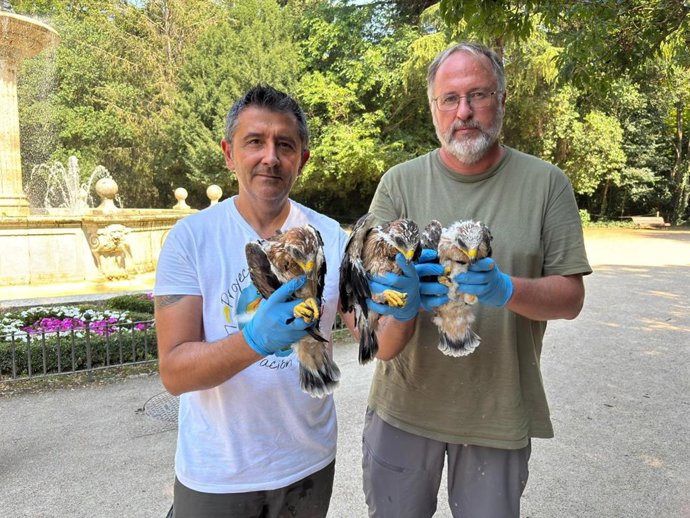 Las tres crías de águila calzada del Campo Grande, tras ser anilladas hace unos días por los miembros del proyecto Pennatus.