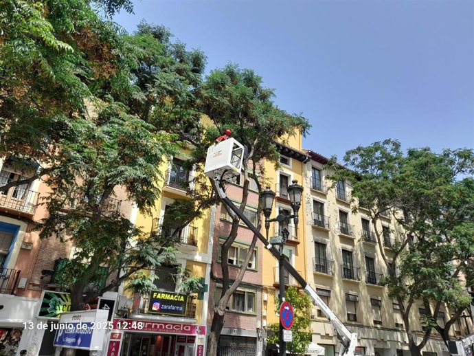 El Ayuntamiento de Zaragoza realiza una intervención "preventiva urgente" en tres árboles de la avenida César Augusto