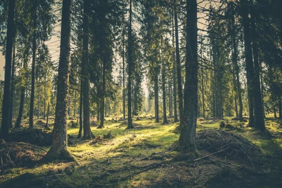 Bosque