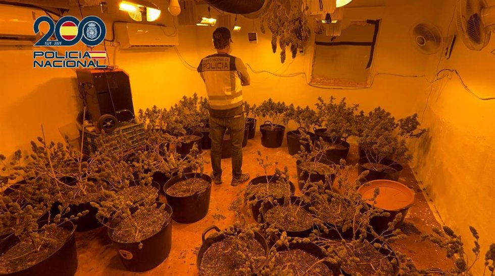 Policía Nacional despliega un operativo policial en el barrio cartagenero de Los Mateos y localiza varias plantaciones de marihuana