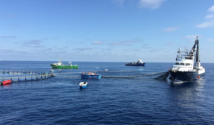 Archivo - Piscinas de acuicultura de atunes de Balfegó