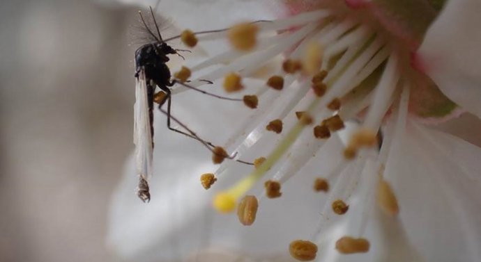 Imagen del Chironomus riparius, conocido como mosquitos no picadores o mosquitos quironómidos,