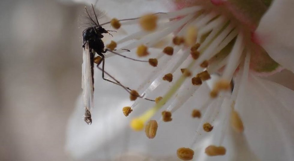 Imagen del Chironomus riparius, conocido como mosquitos no picadores o mosquitos quironómidos,