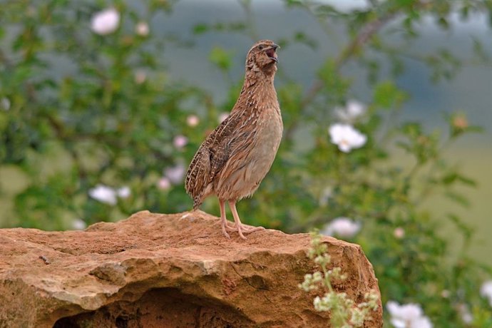 Los cazadores quieren realizar dos censos simultáneos de codornices el 15 y 23 de agosto.