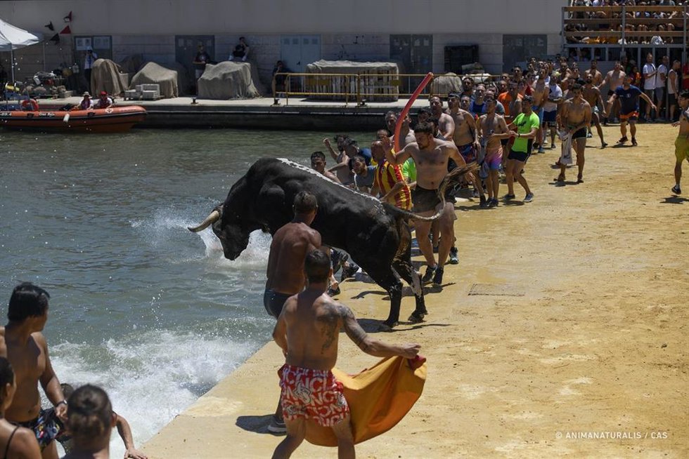 Archivo - Imagen de archivo de los 'bous a la mar' en Dénia (Alicante)