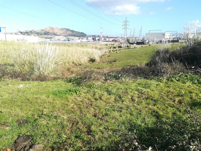 Zona de Cacicedo invadida por plumeros donde se está llevando la intervención