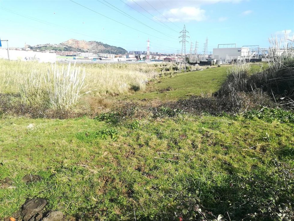 Zona de Cacicedo invadida por plumeros donde se está llevando la intervención