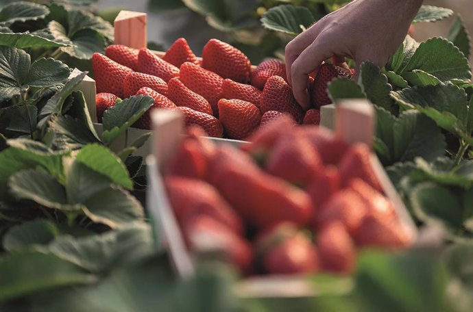 Fresas de Huelva.