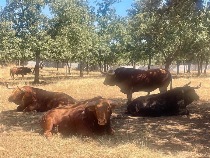 Reses de la ganadería de Pedraza de Yeltes, en Salamanca.C