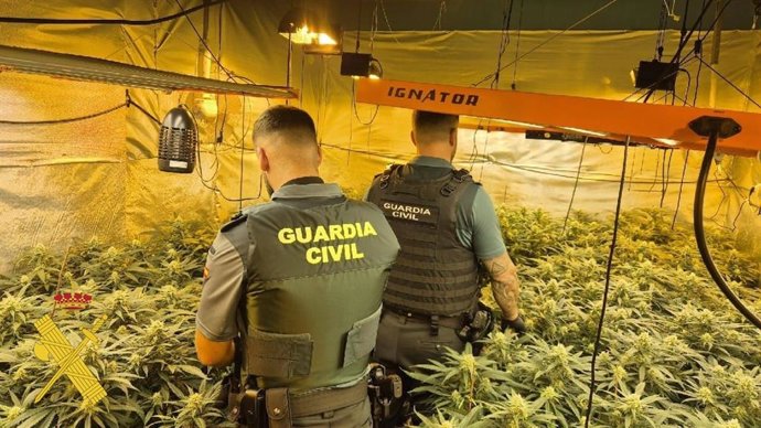 Marihuana intervenida en Vícar (Almería).