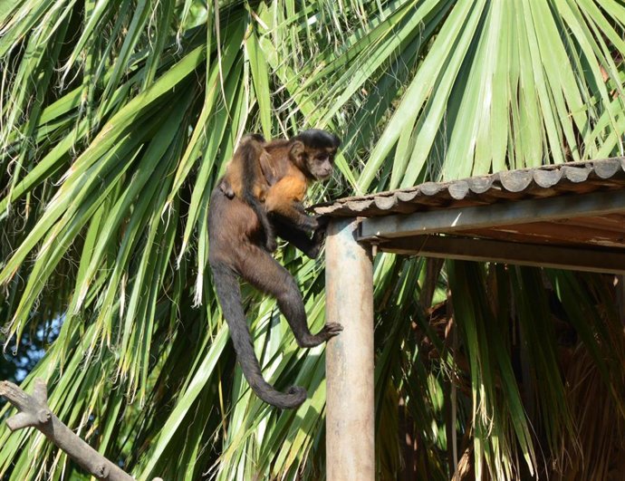 Archivo - Nueva cría de mono capuchino en Terra Natura Benidorm