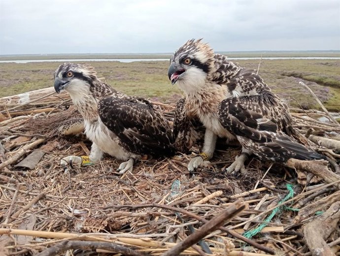 Águila pescadora en Marismas del Odiel.