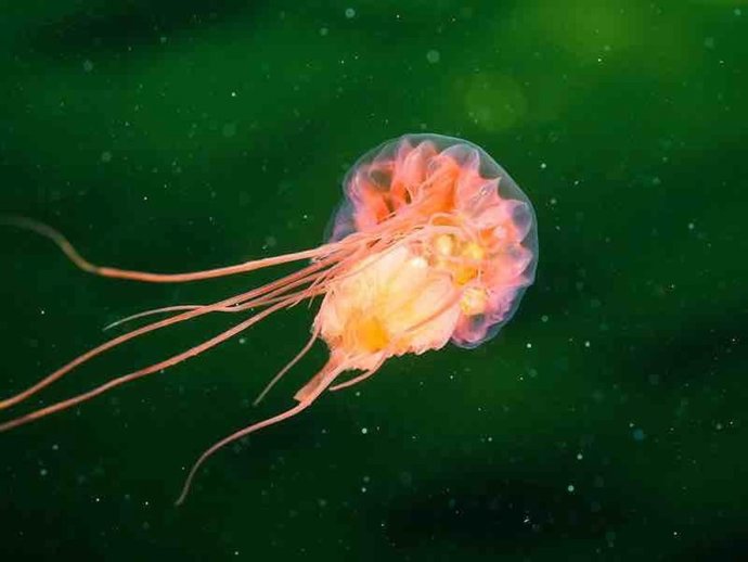 Ecologistas piden a la Comisión Europea que defienda las vedas de pesca en aguas profundas en la UE.