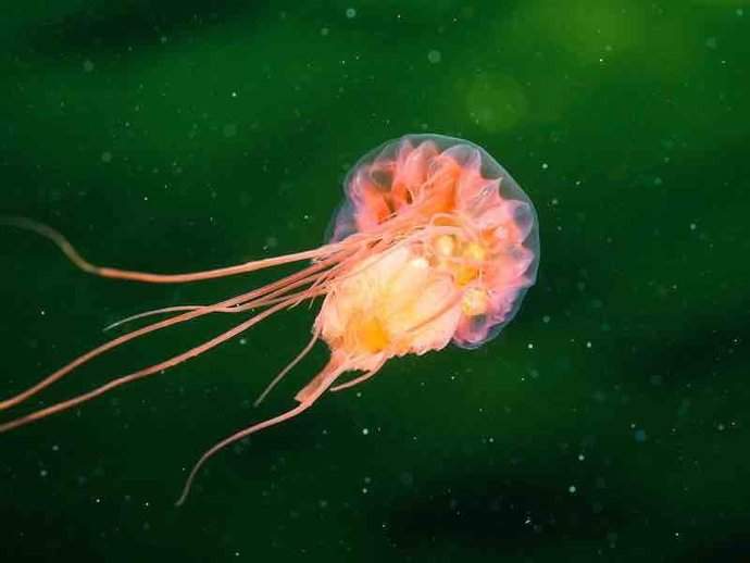 Ecologistas piden a la Comisión Europea que defienda las vedas de pesca en aguas profundas en la UE.