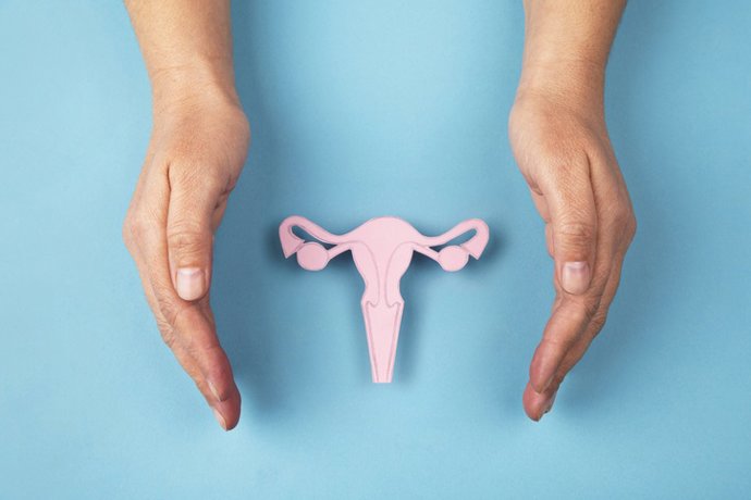 Archivo - Sistema reproductivo femenino y manos.