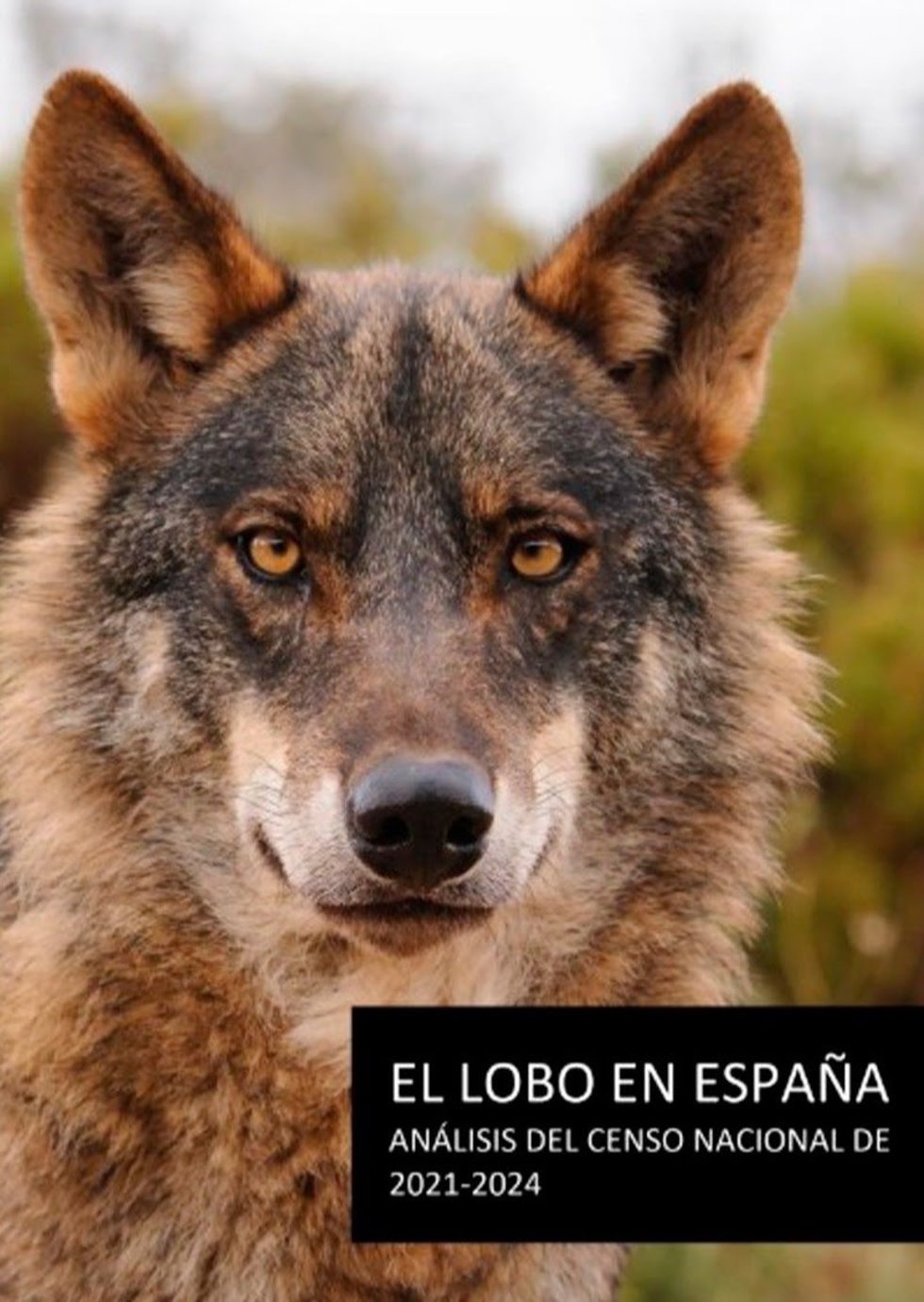 WWF señala que el censo del lobo debe tener en cuenta todos los ejemplares de la especie en España y Portugal.
