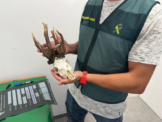 Un agente muestra el trofeo de un cazador investigado por matar a un corzo de manera ilegal en Jerez.