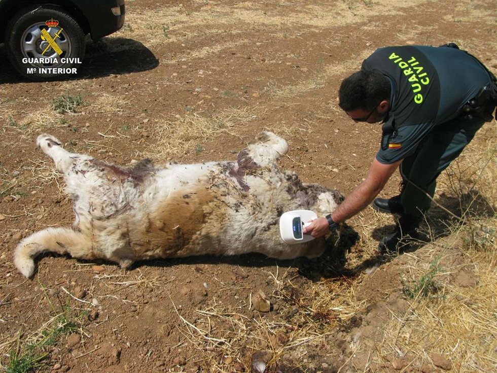 Archivo - Imagen de archivo de un agente del Seprona ante un perro muerto.