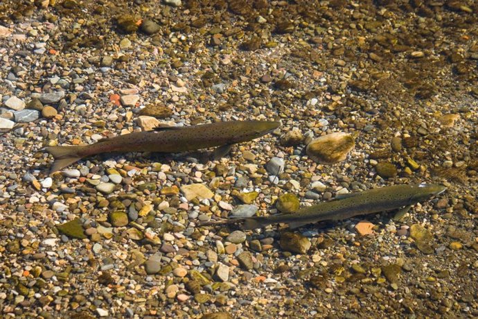 Archivo - Salmon Atlántico