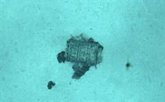 Foto: Francia.- La expedición francesa identifica un total de 3.350 bidones con residuos radiactivos en el Atlántico