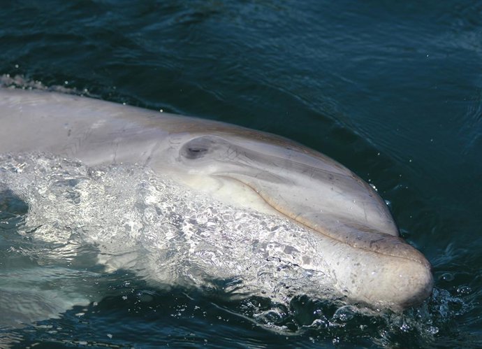 Archivo - Delfín Confi