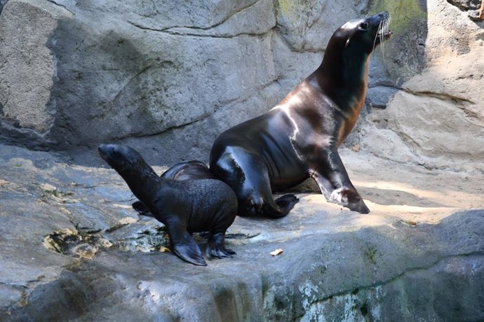Leones marinos en el Zoo de Barcelona.