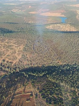 El incendio forestal localizado en el término municipal de Oliva de Mérida (Badajoz) ha afectado a una zona de eucalipto