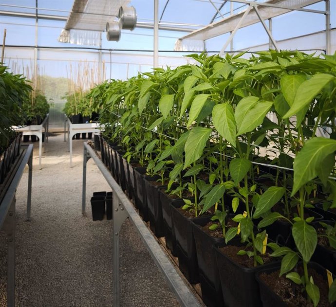 Ivace+i Innovación apoya el desarrollo de fertilizantes y estimulantes sostenibles a partir de residuos del sector hortofrutícola