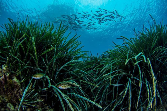 Archivo - Una pradera de posidonia