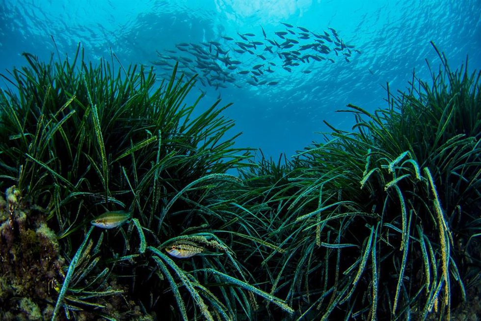 Archivo - Una pradera de posidonia