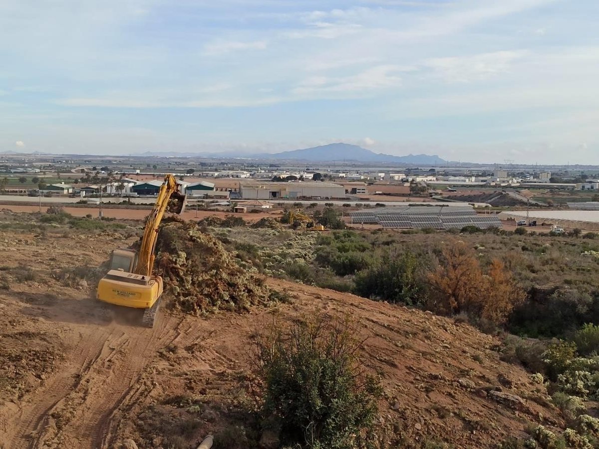 Eliminan 700 toneladas de cactus invasor en Totana para proteger el ecosistema