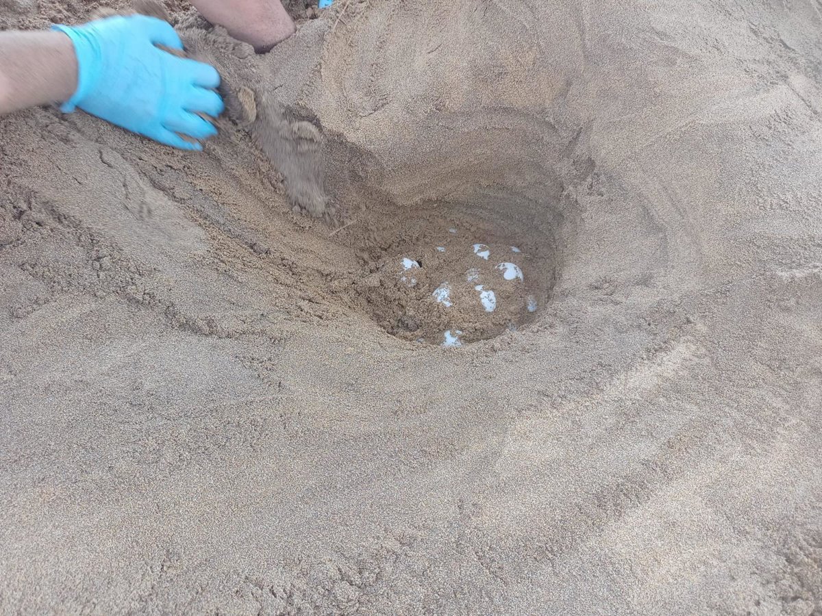 La Comunidad localiza y protege un nuevo anidamiento de tortuga boba en el interior del Parque Regional de Calblanque